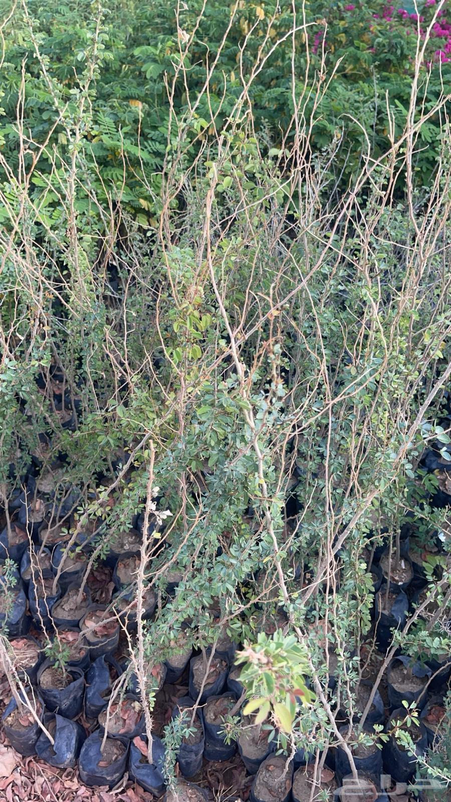 Agricultural seedlings63374728891267114