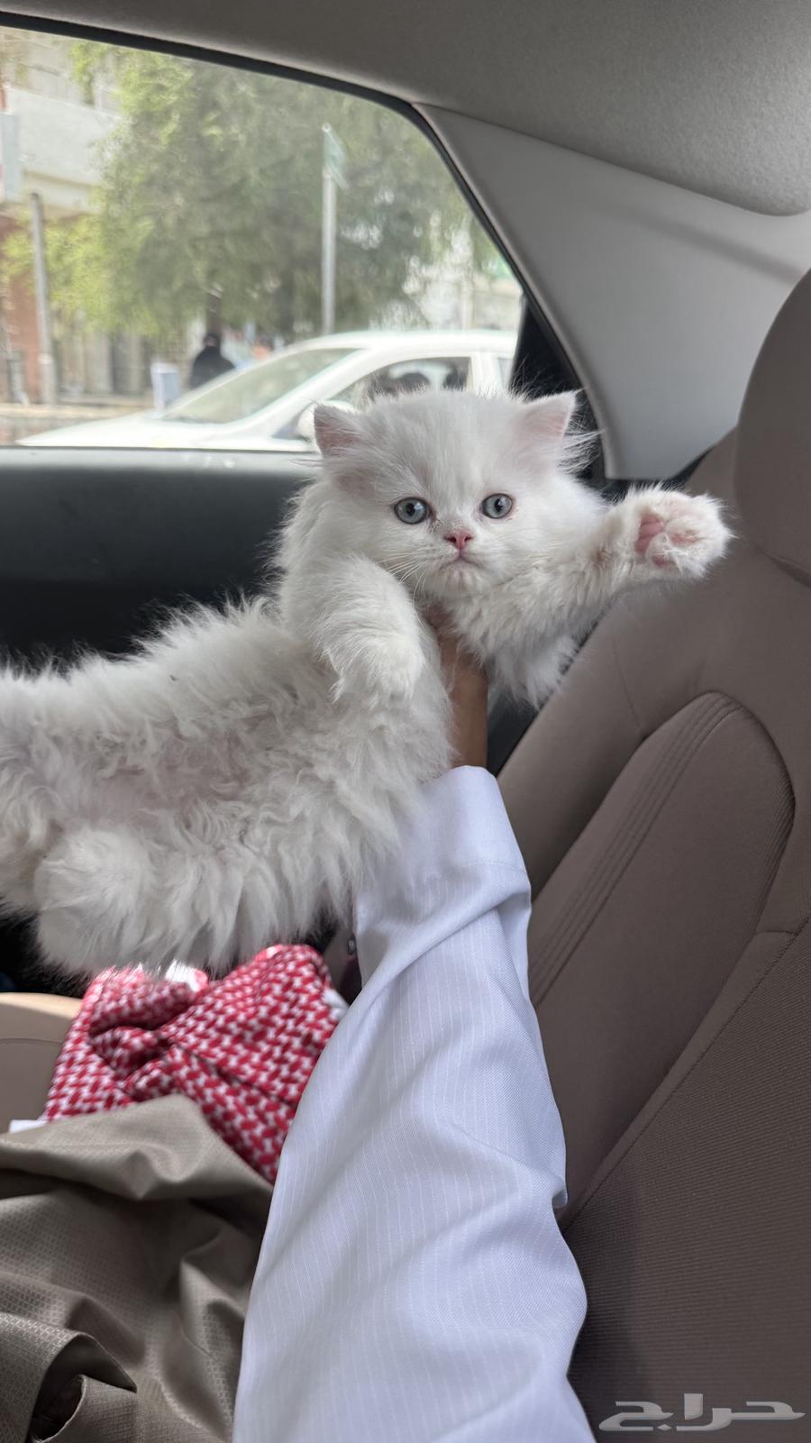 Kitten big face63373530232705110