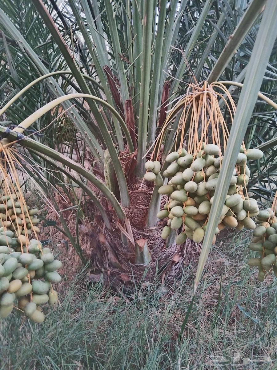 Palm tree planting63613723992195113