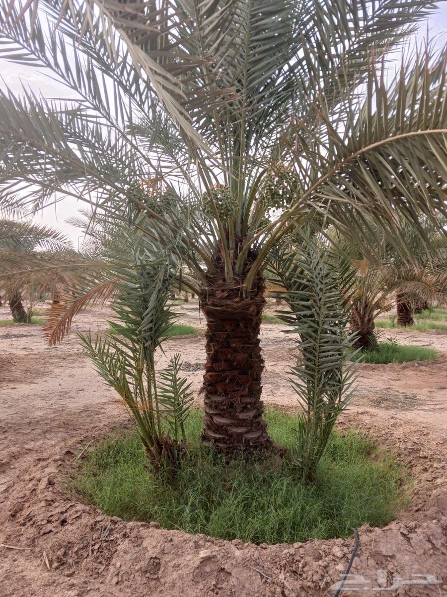 Palm tree planting63613723992195111