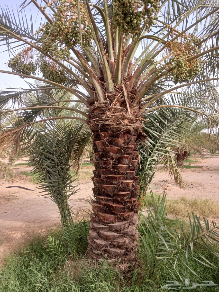 Palm tree planting63613723992195112