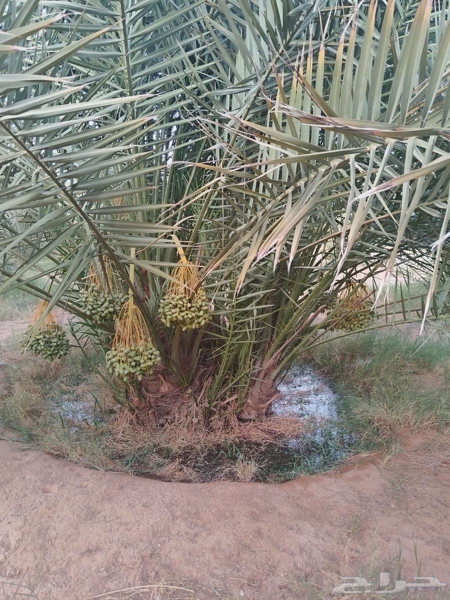 Palm tree planting63613723992195114