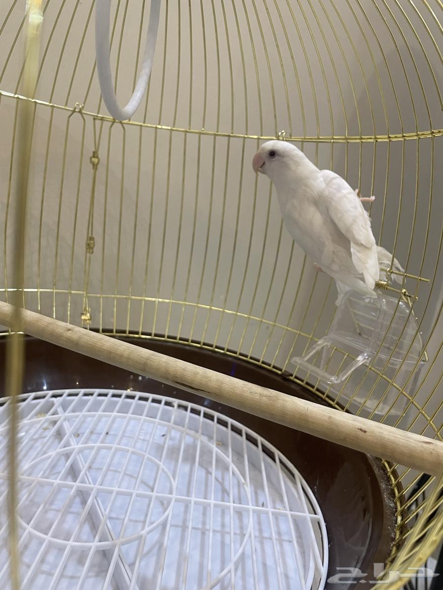 Red-eyed Roux for sale, including cage and food for 250 SAR63375567506818110