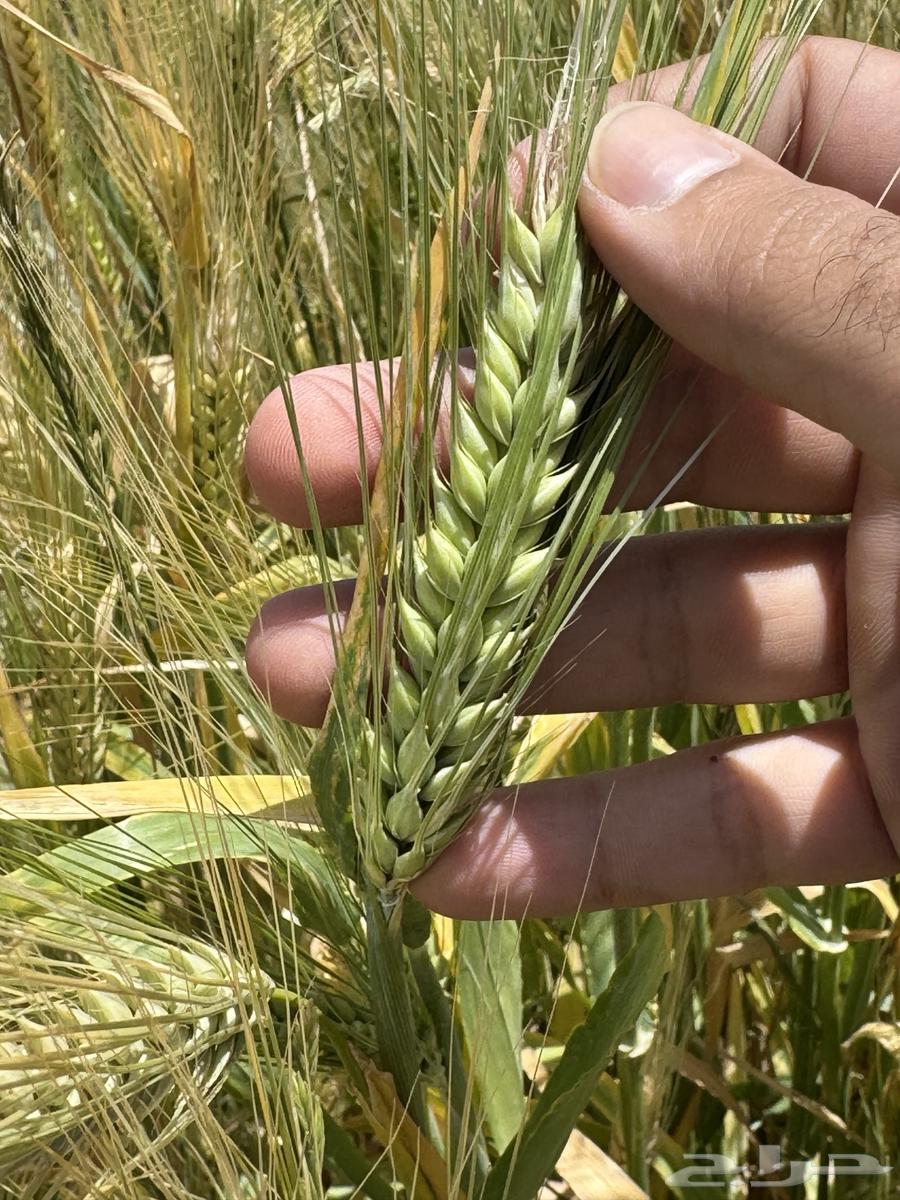 Local barley for sale63372549460609112