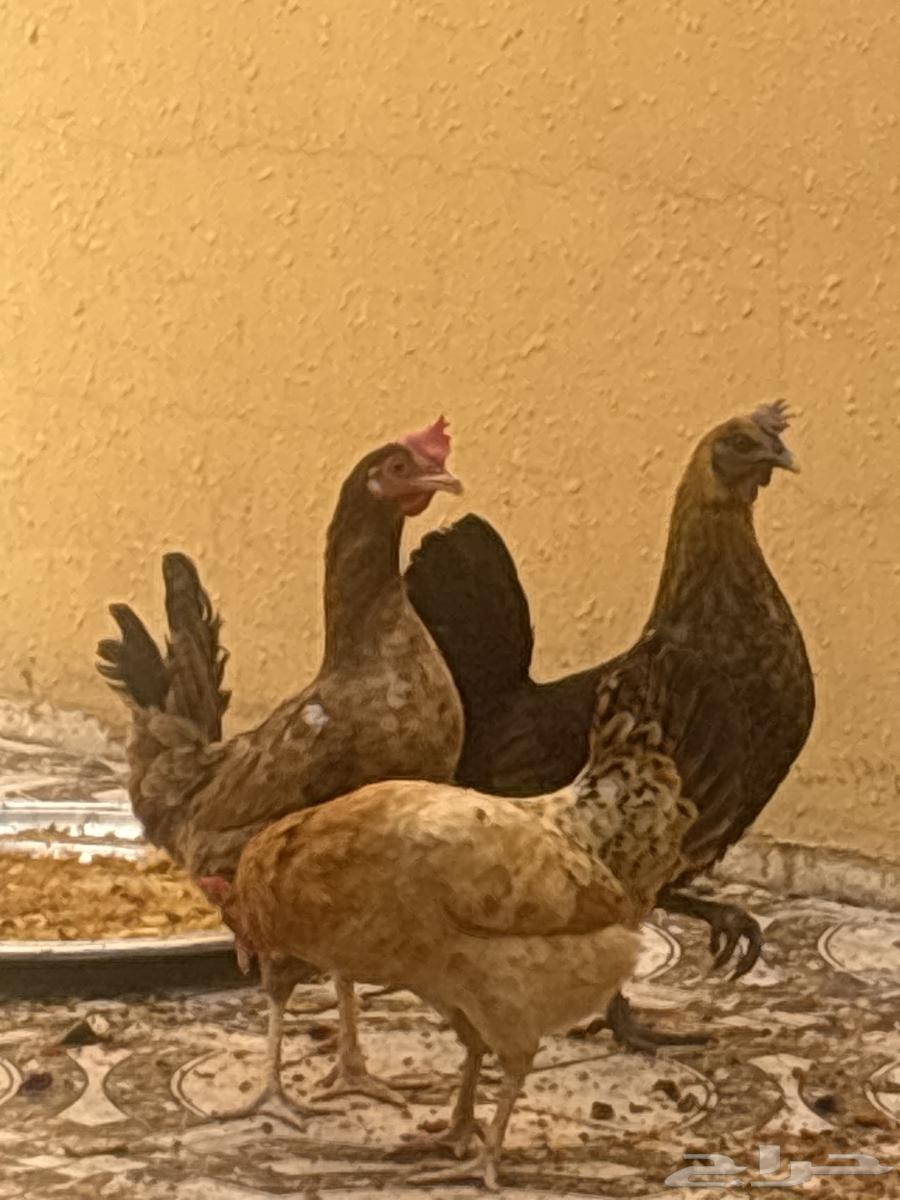Chickens63613453280771112