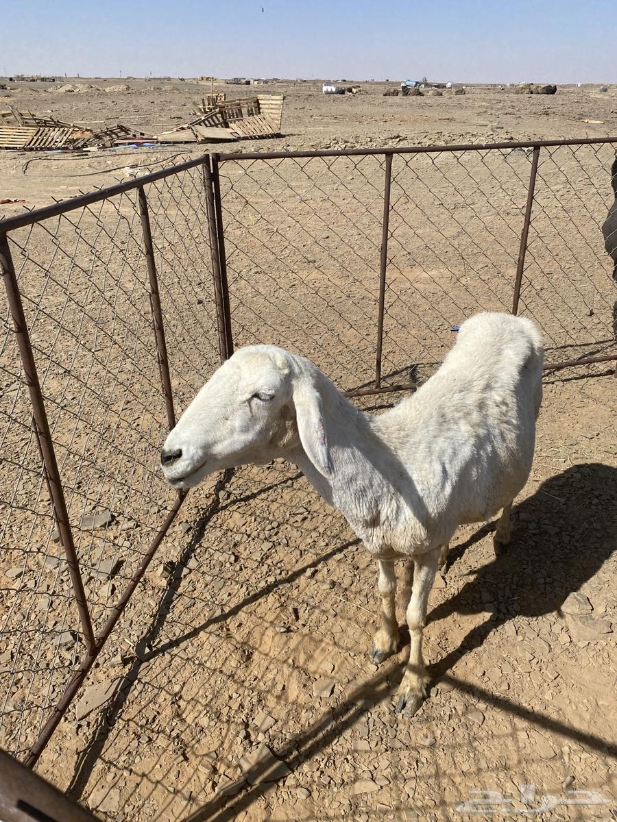 Hello, a free sheep for sale63374006048515113