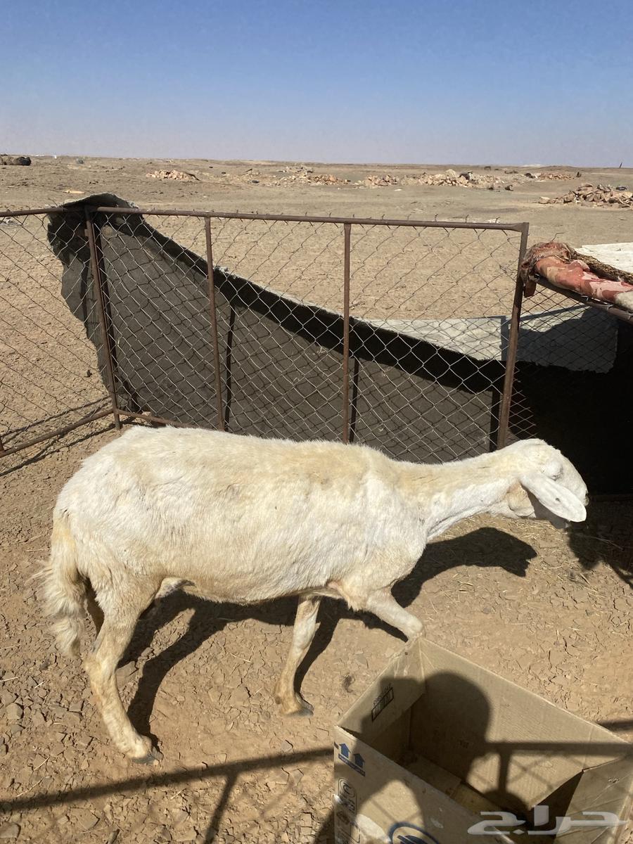 Hello, a free sheep for sale63374006048515111