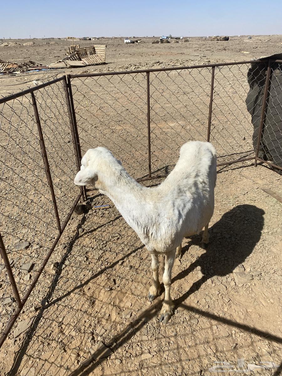 Hello, a free sheep for sale63374006048515114