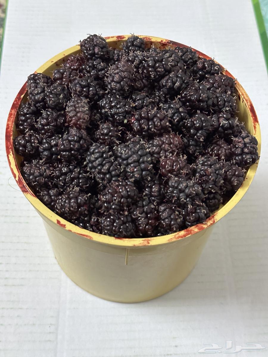 Blackberry bucket63373831598723116