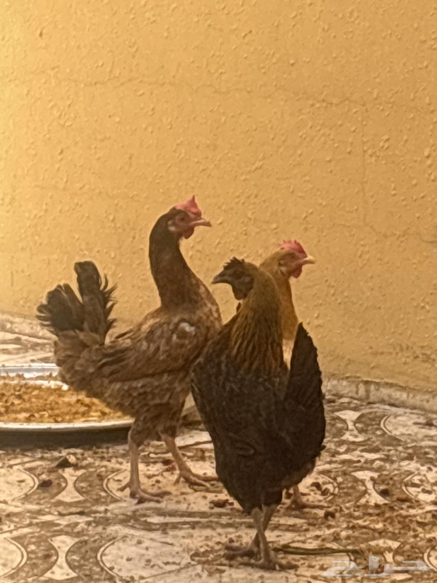 Chickens63613453280771111