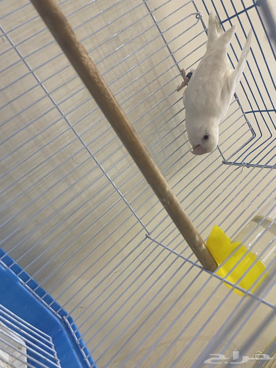Red-eyed Roux for sale, including cage and food for 250 SAR63375567506818114