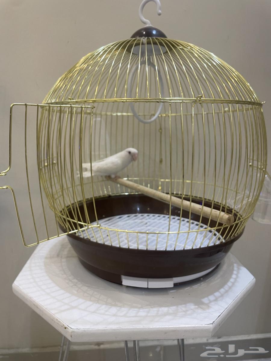 Red-eyed Roux for sale, including cage and food for 250 SAR63375567506818112