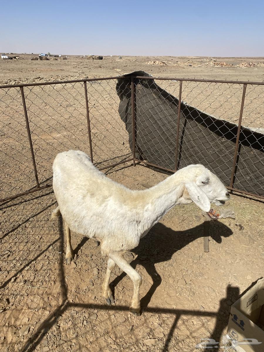 Hello, a free sheep for sale63374006048515112