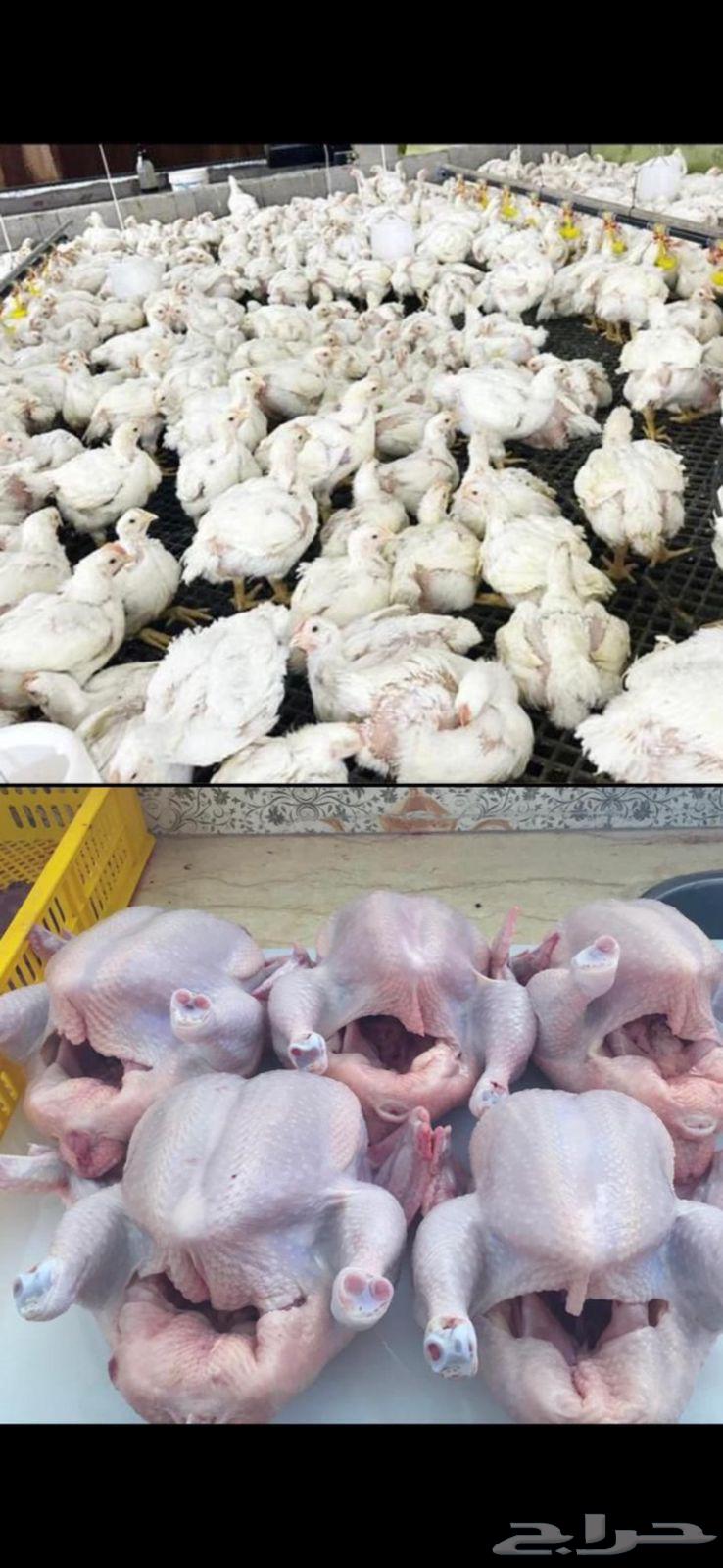 Coal, ducks, geese, turkeys, and meat chickens63273480905729111
