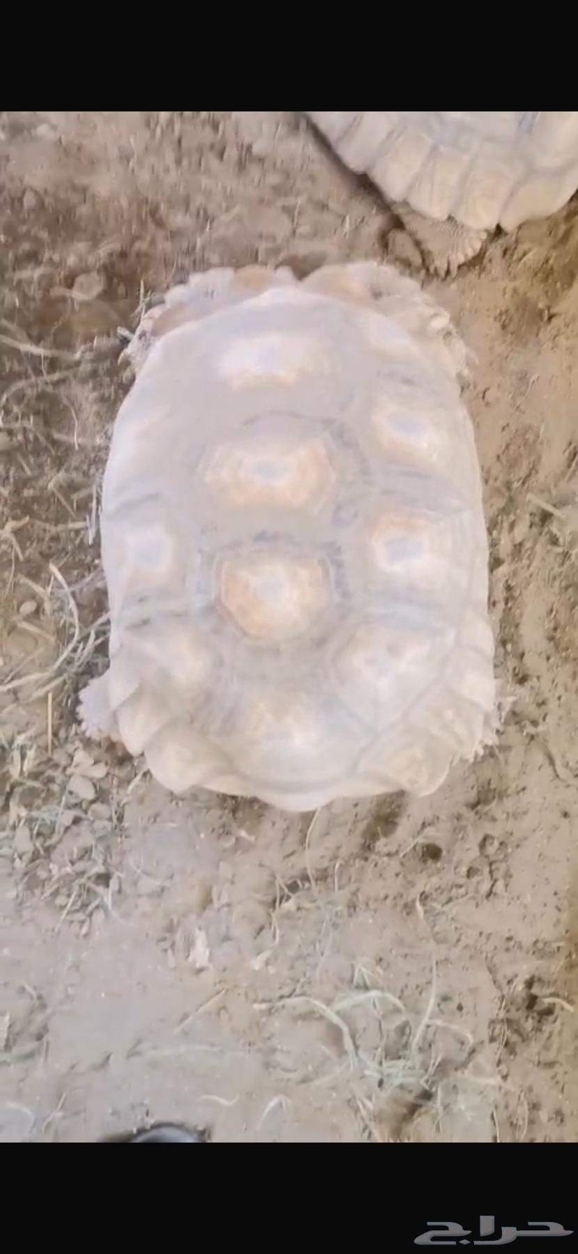 سلاحف سولكاتا عملاقه63377252526211113