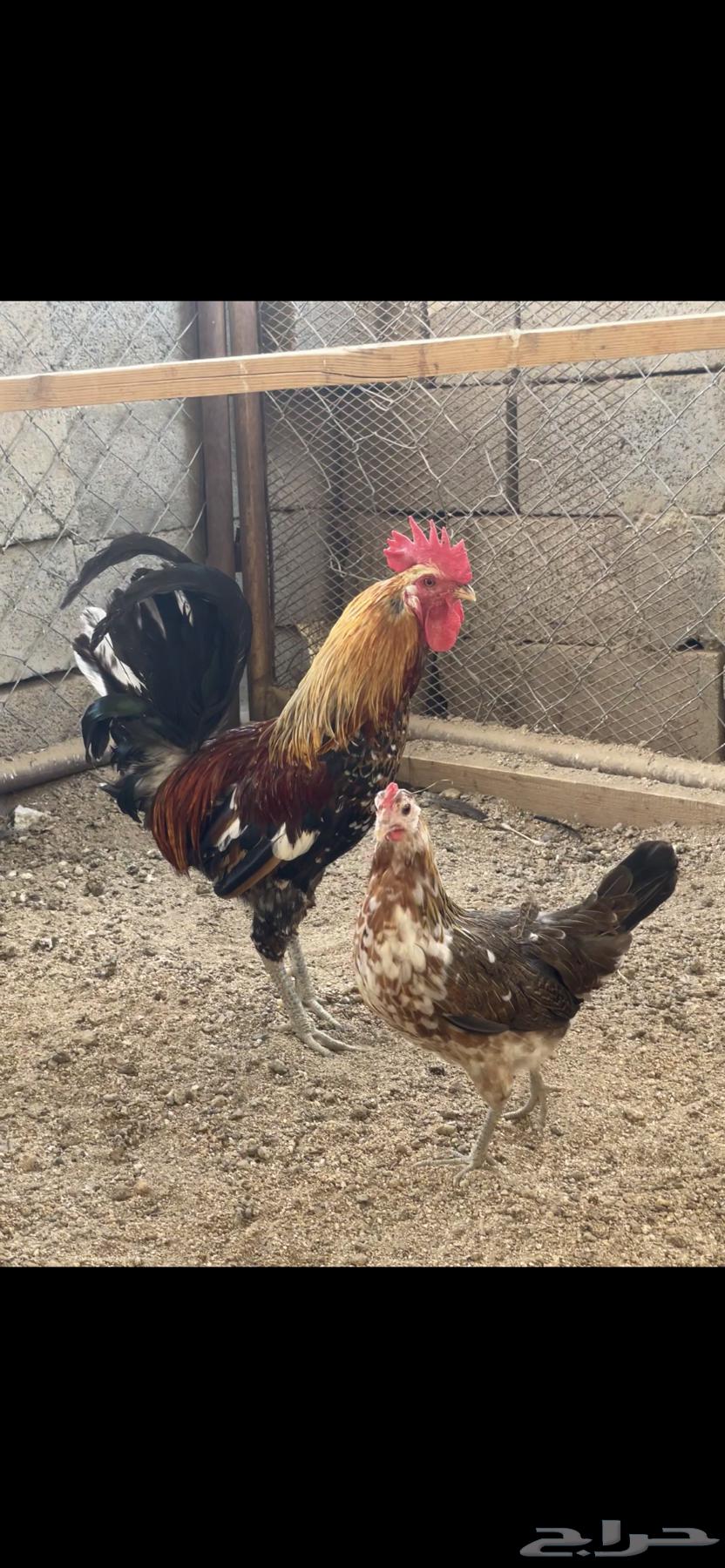 For sale: Arab chicken, McIntosh, pure blood.63153445446274113