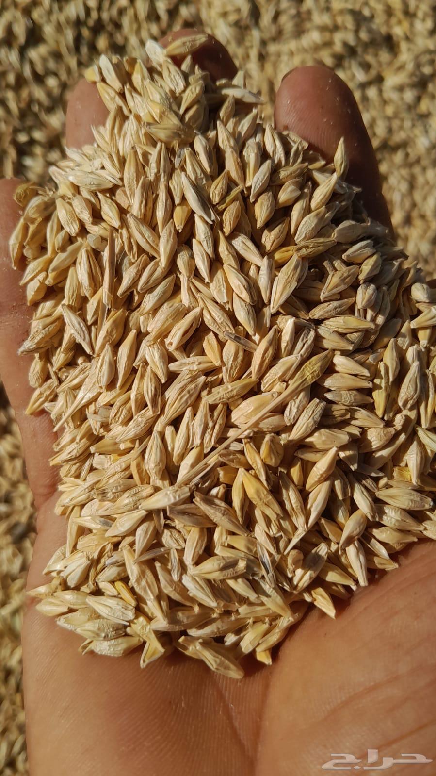 Local barley for sale63372549460609111