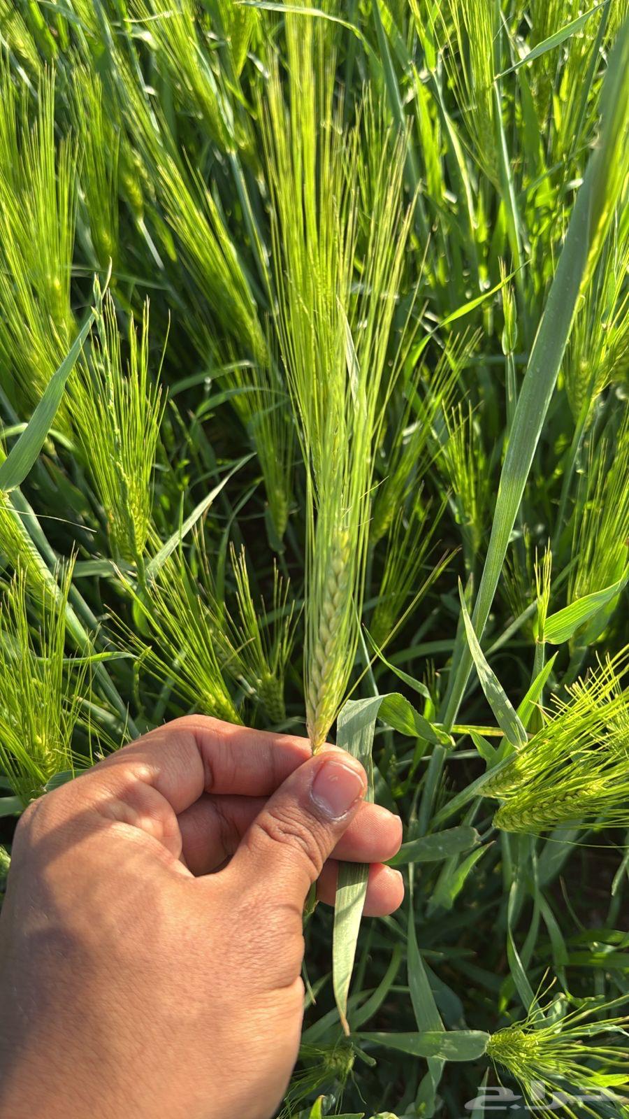 Local barley for sale63372549460609113