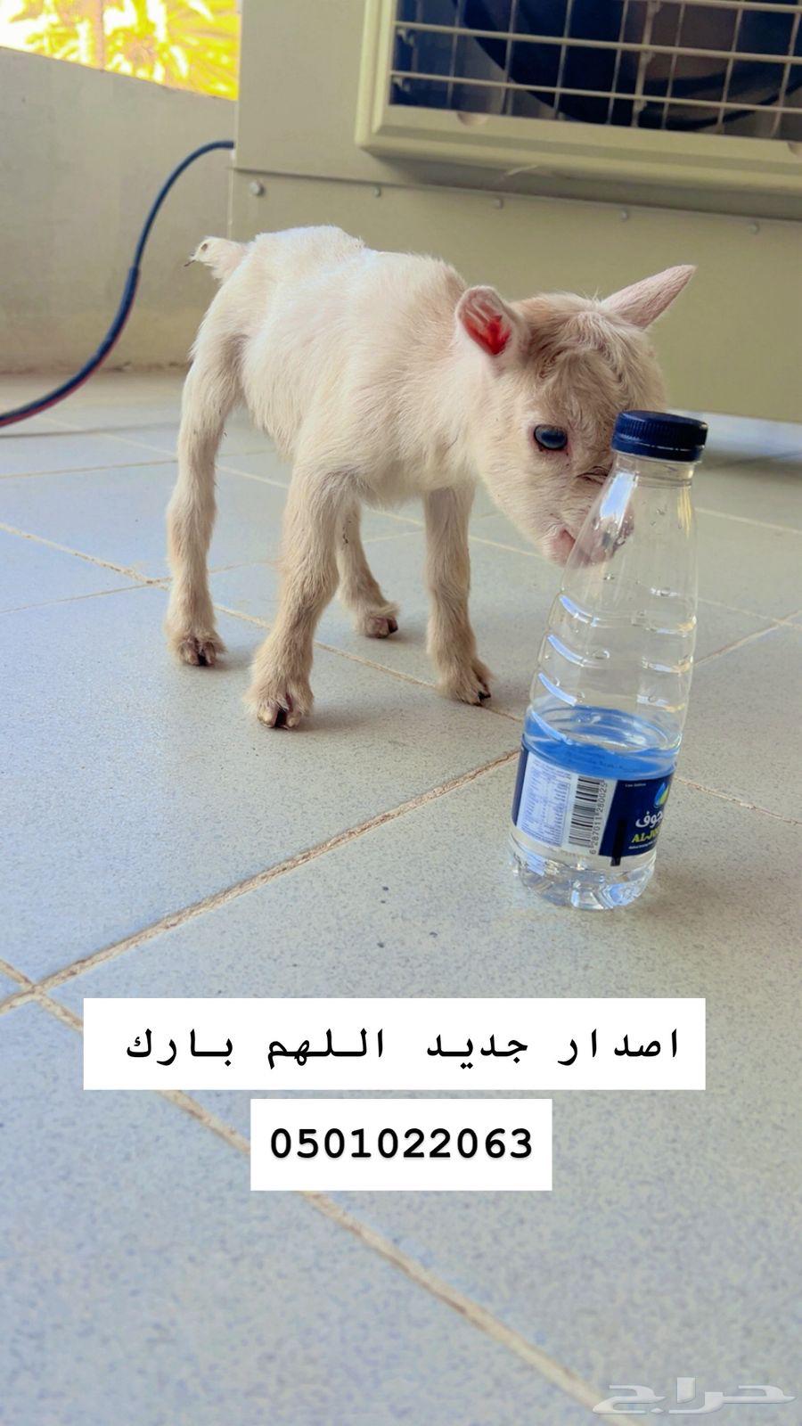 ماعز قزمي ( ذكر)63373638346498110