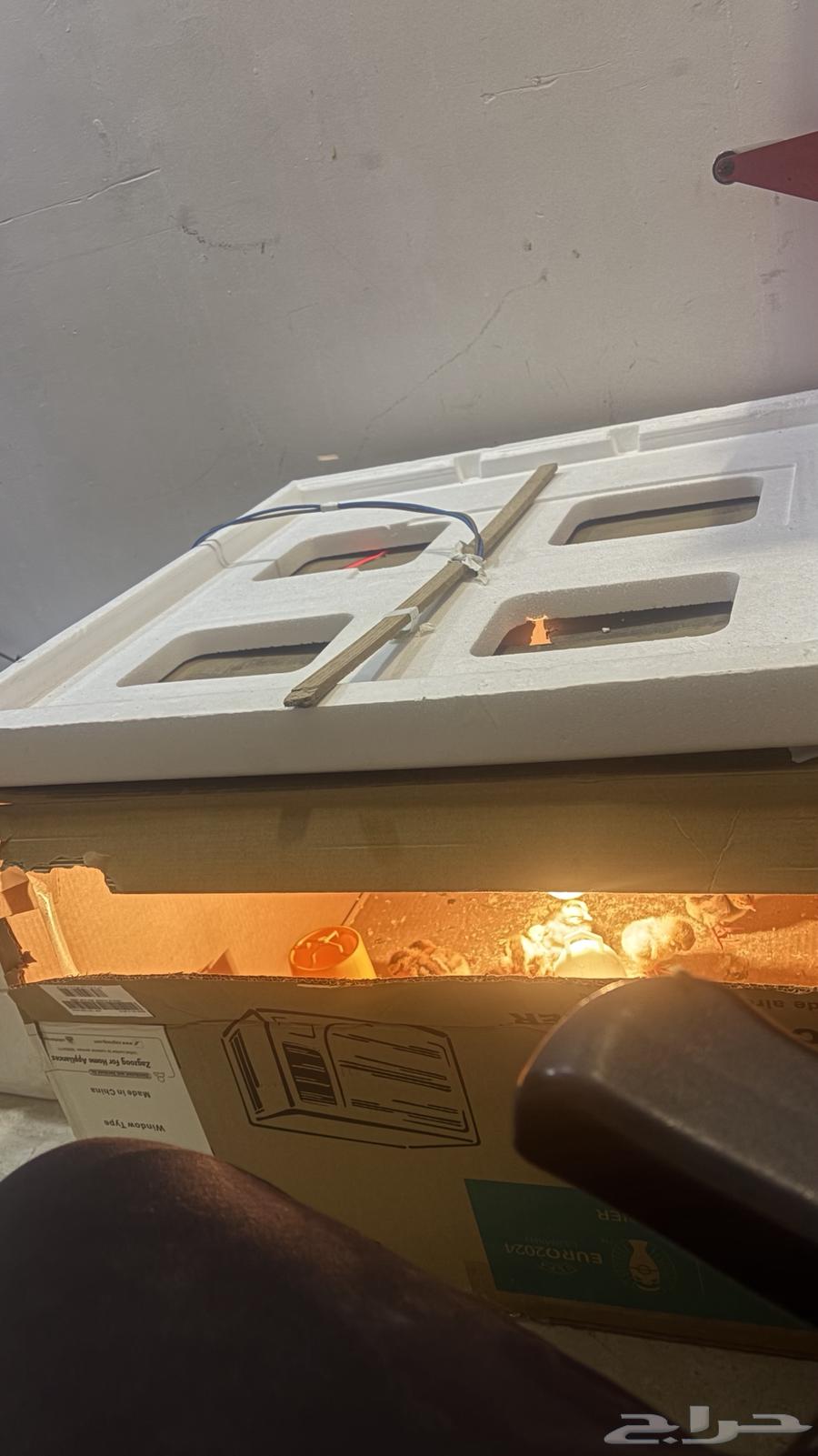 Incubating chicken eggs63371670902529113