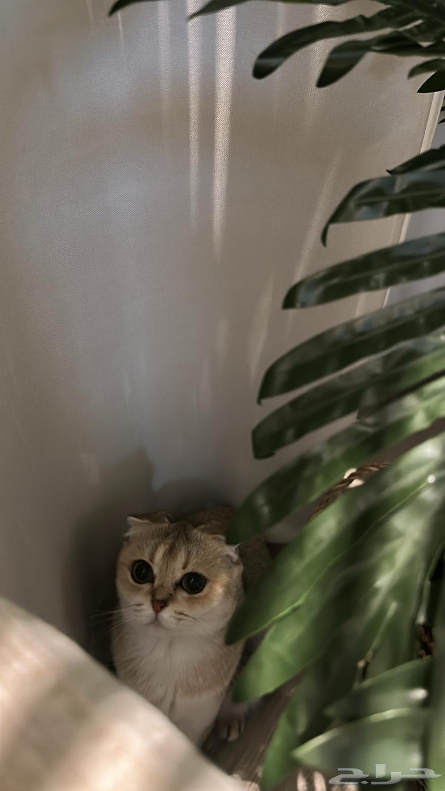 A female Scottish Fold cat for sale63347405672193112