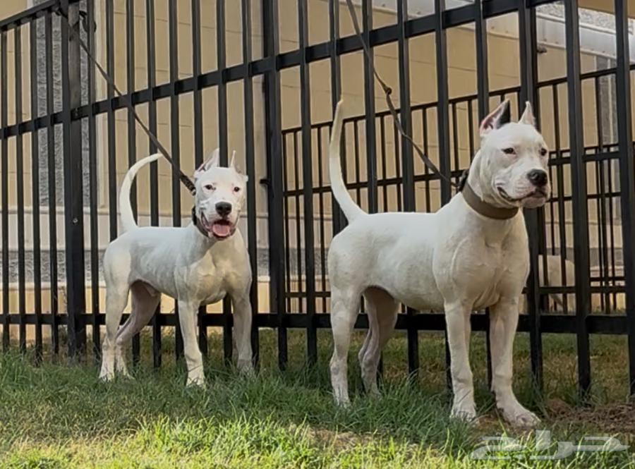 Dogo Argentino dogs63368931619971113