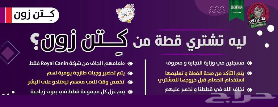 للبيع برتش شورت بيور-لون سينامون-ذكر-متوفر الدفع بالتقسيط63369301987202112