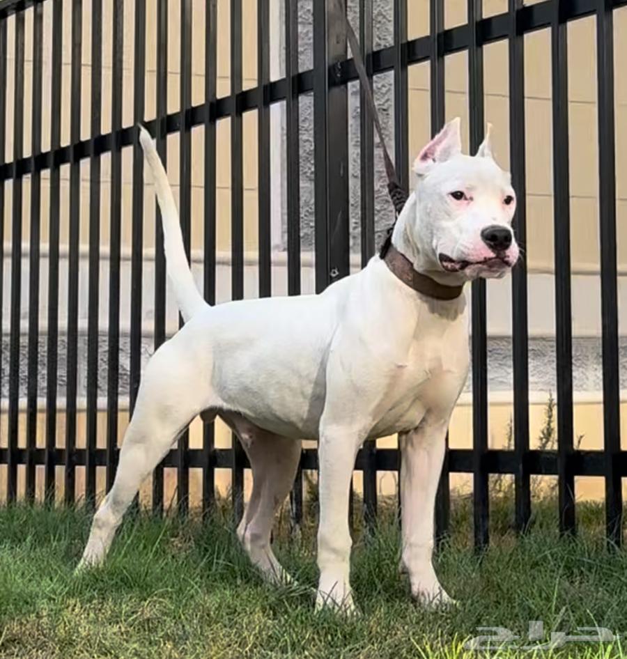 Dogo Argentino dogs63368931619971112
