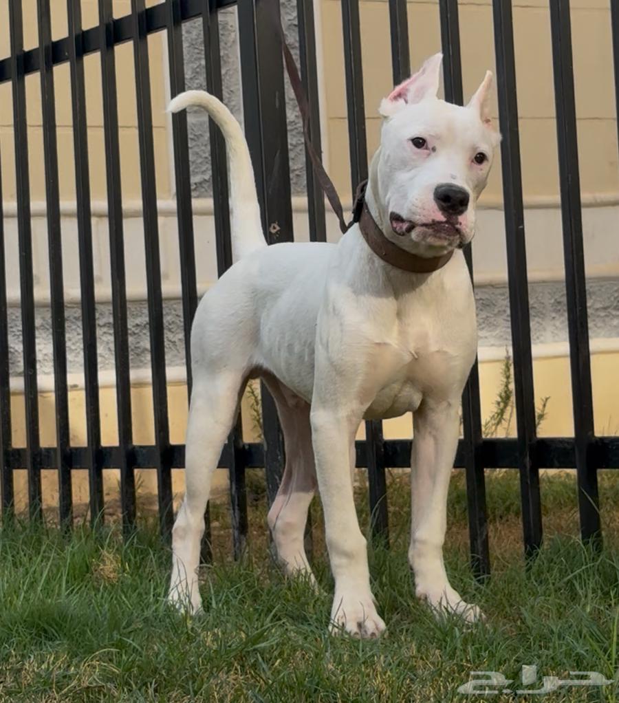 Dogo Argentino dogs63368931619971111