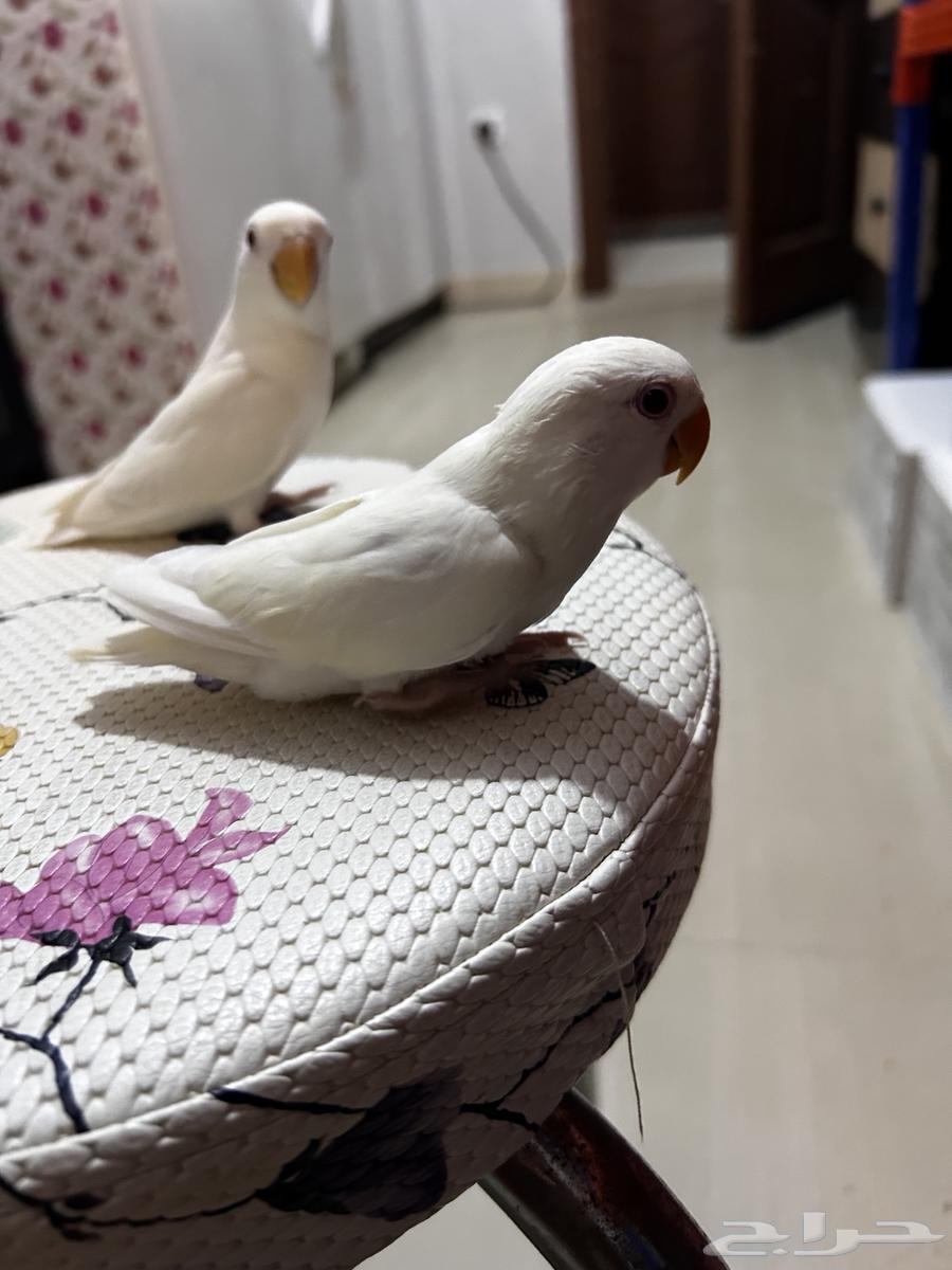 فروخ روز البينو اليفه مفطومه63368834287105113