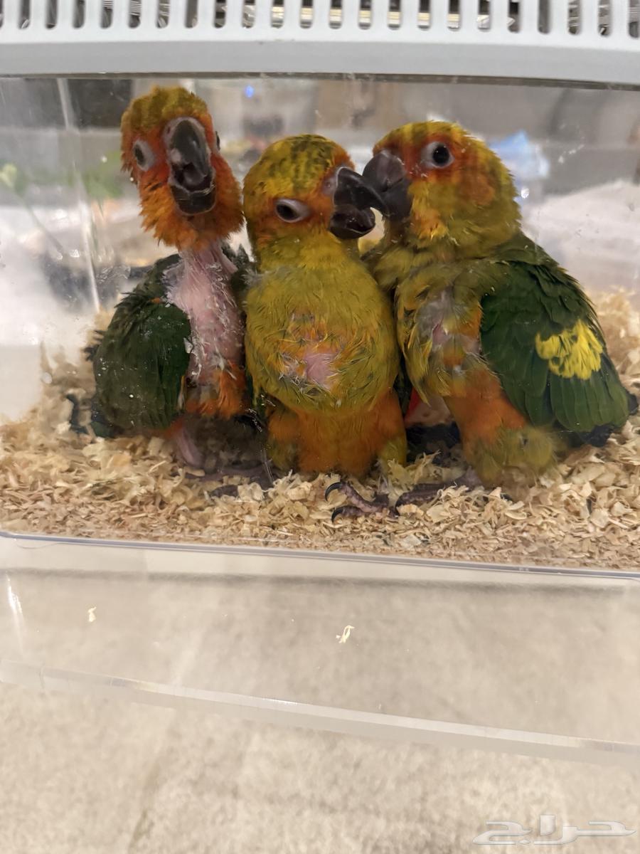 Chicken with a competitive price63369685071106111