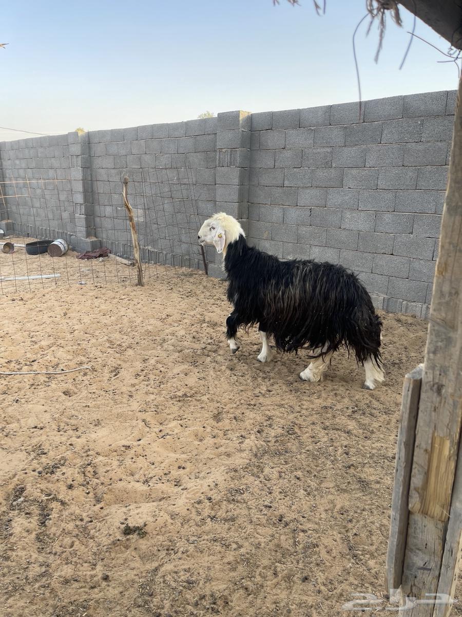 فحل نجدي63613725821443112