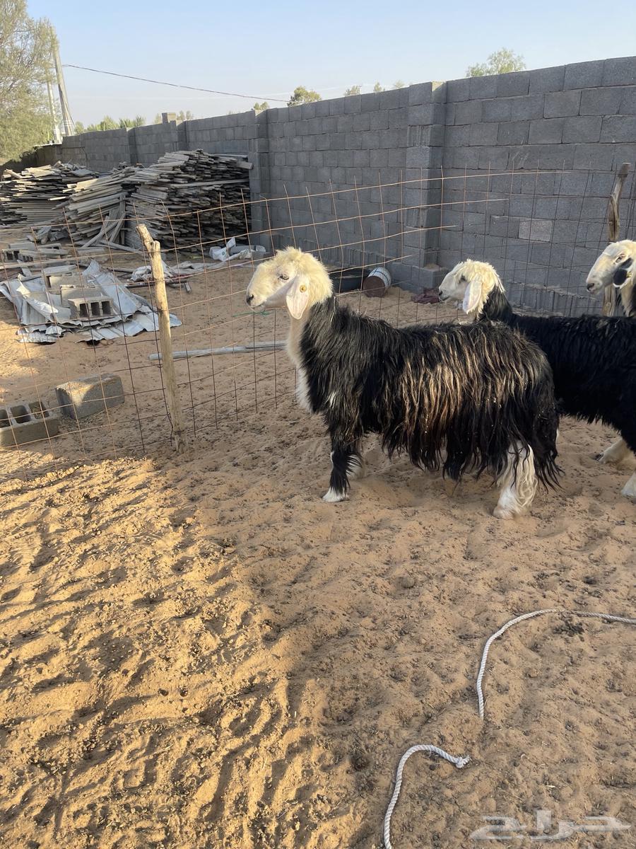 فحل نجدي63613725821443111