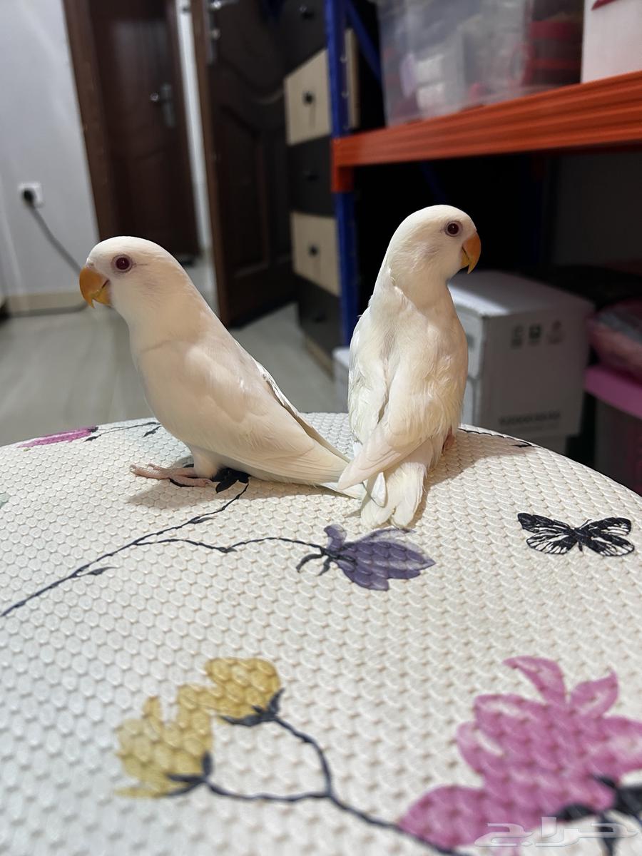 فروخ روز البينو اليفه مفطومه63368834287105112