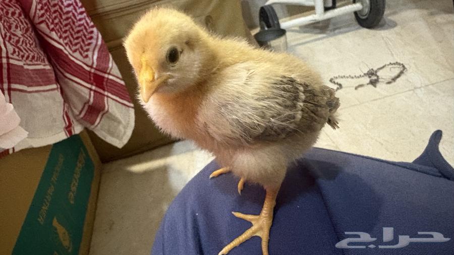 Incubating chicken eggs63371670902529111