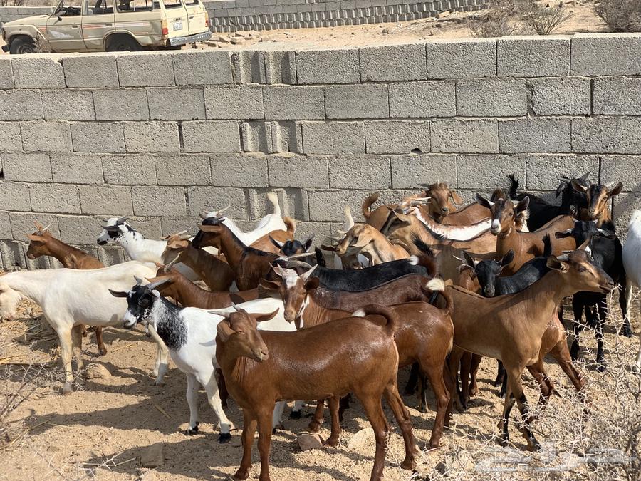 Sheep goats Jaffar sacrifices63368838533379112