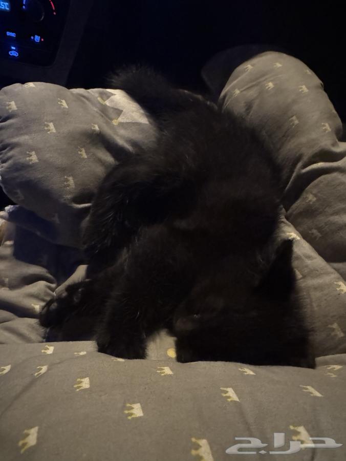 A small black cat63366032750082111