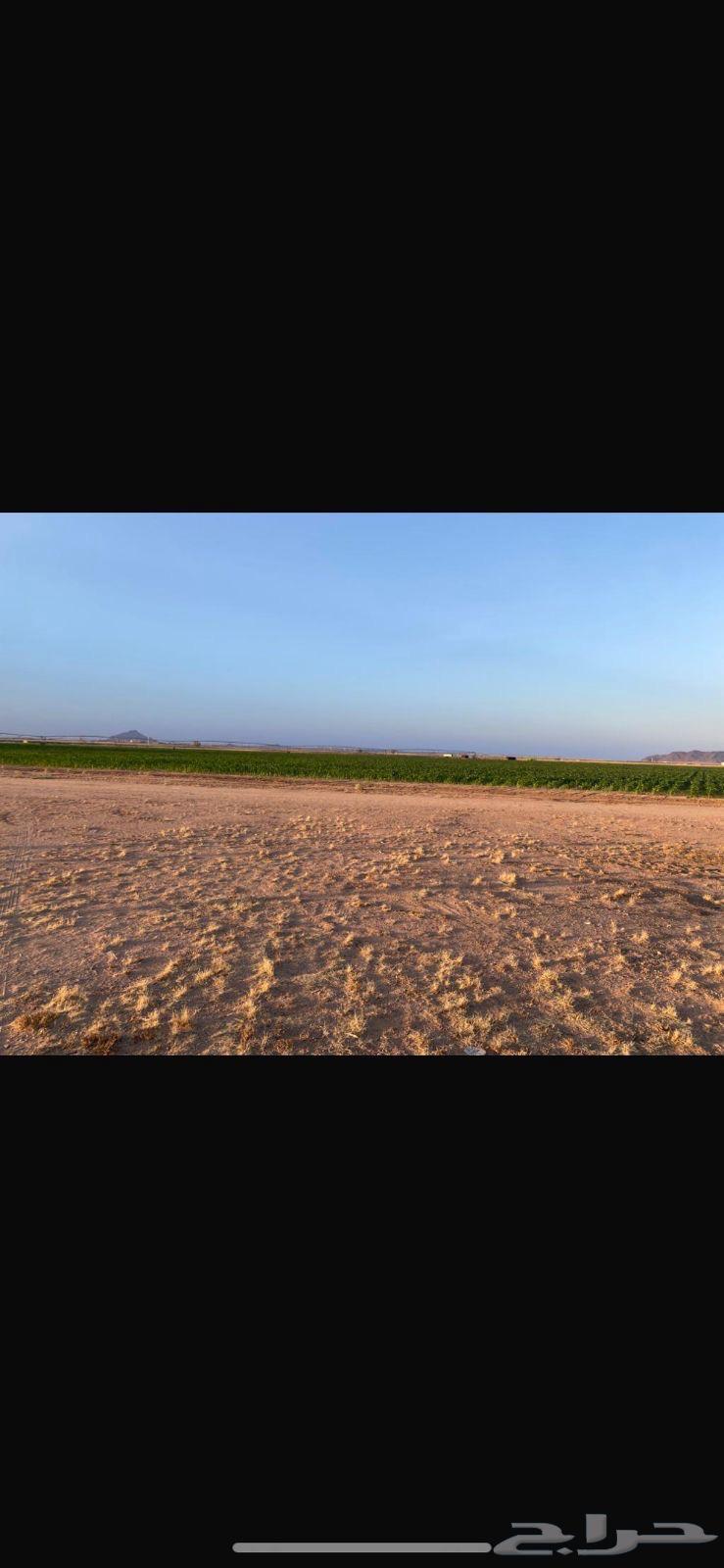 A farm for sale in Jenin63371012274177111