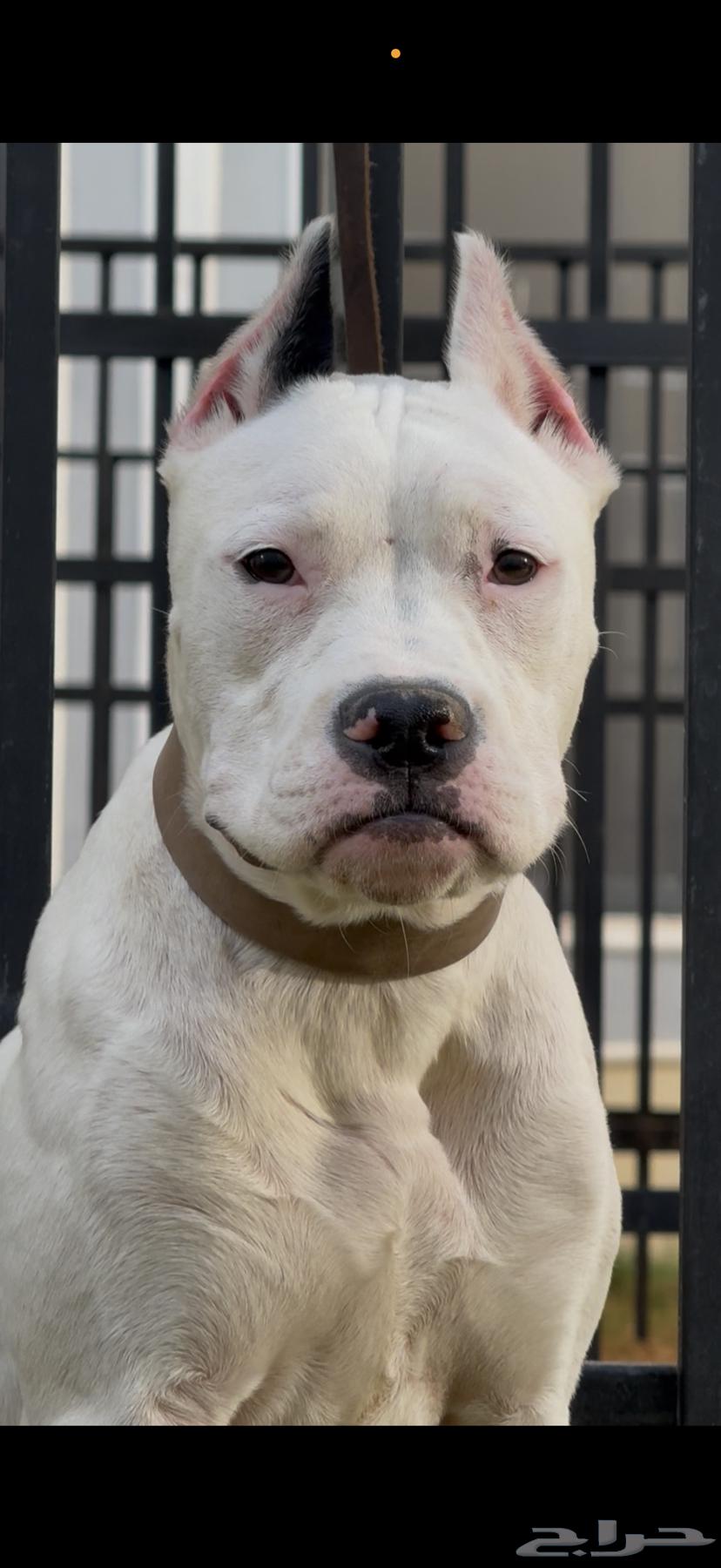 Dogo Argentino dogs63368931619971114