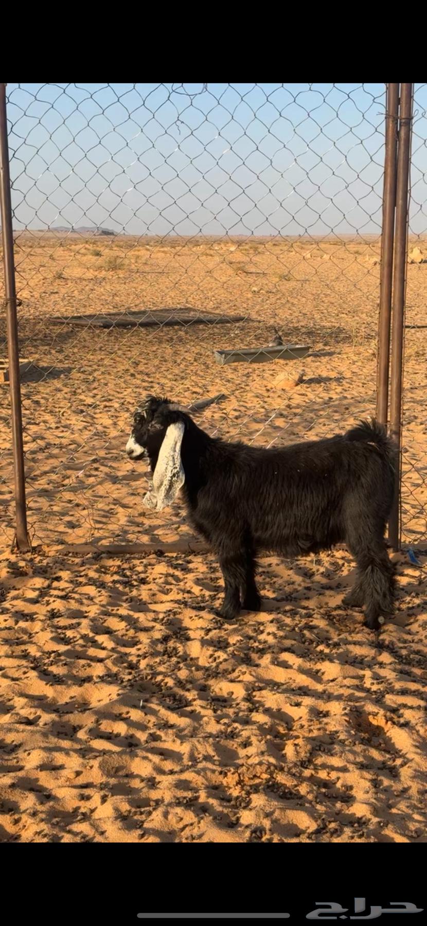 Random goat, project category, male, age 8 months63372080483459112