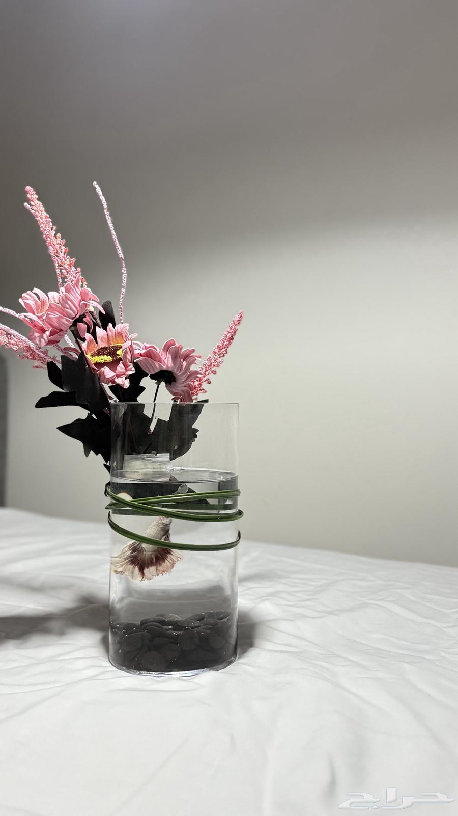 Jumbo Fighter Fish with Vases, Offer Until Stock Lasts63361818537857114