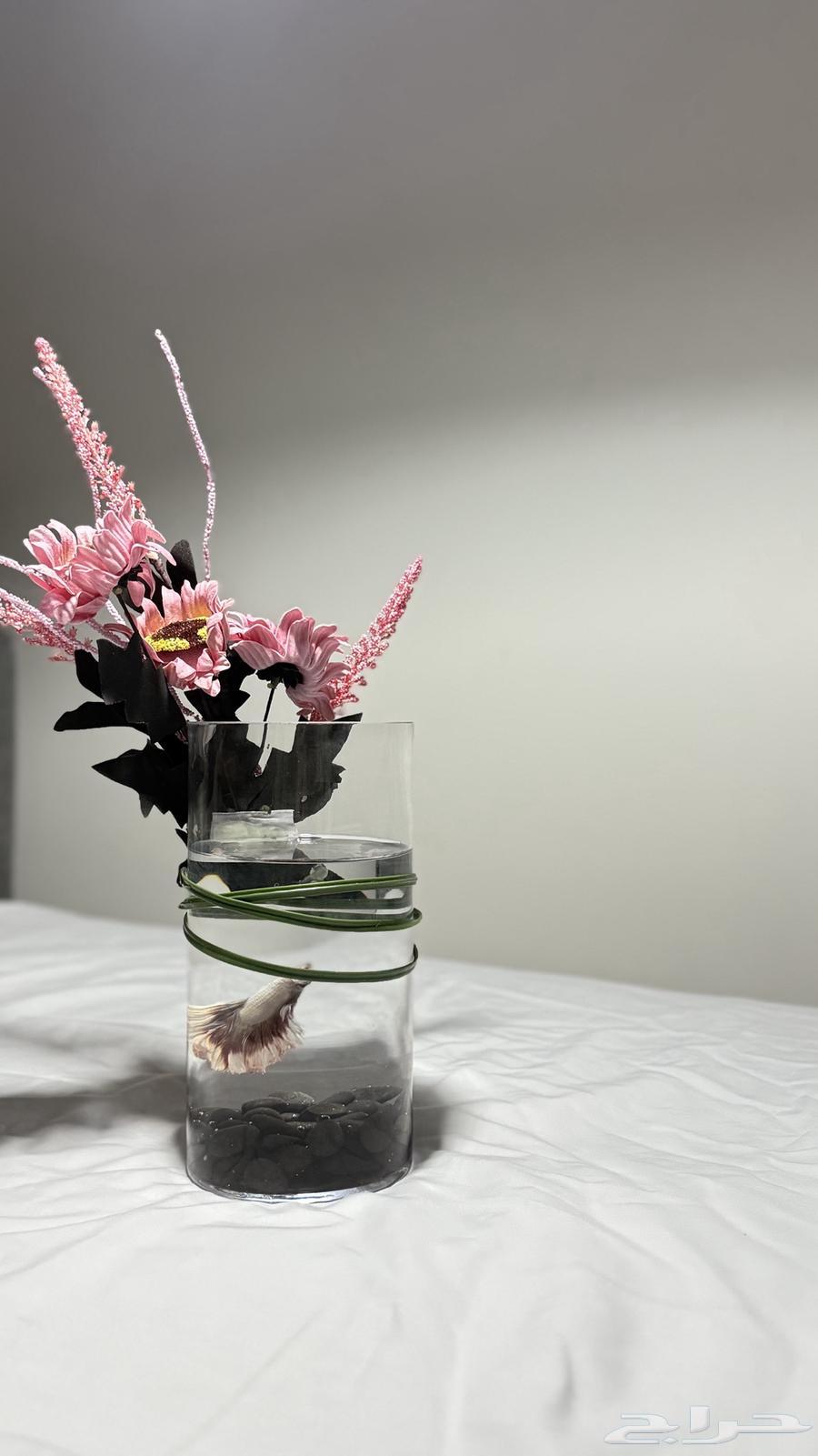 Jumbo Fighter Fish with Vases, Offer Until Stock Lasts63361818537857113