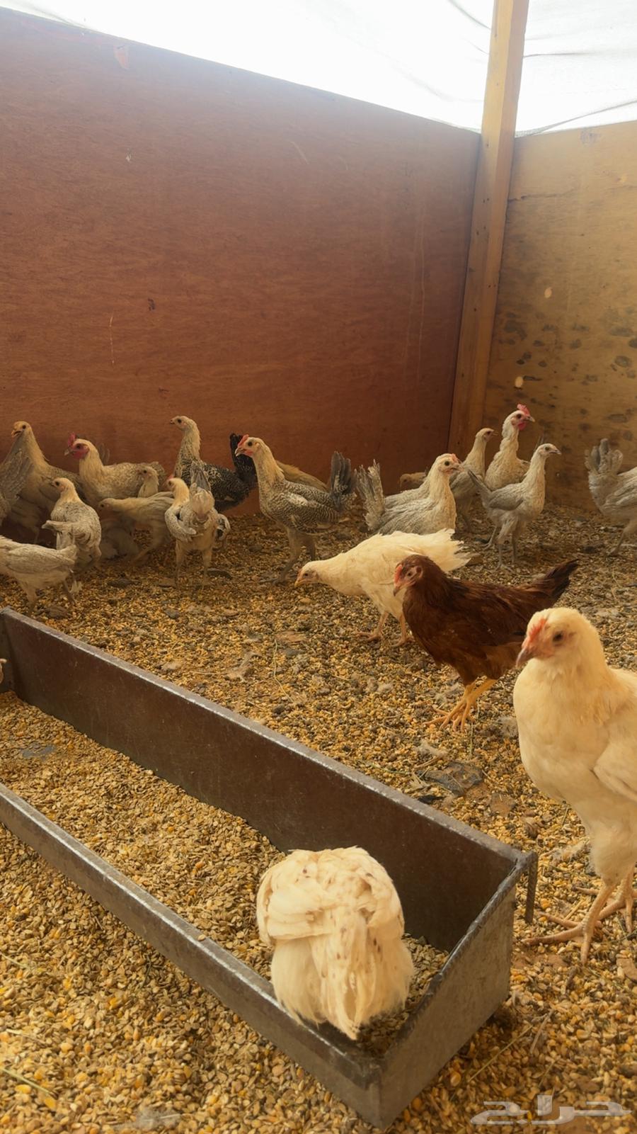 East of Riyadh, Ramah intersection63363849470339111