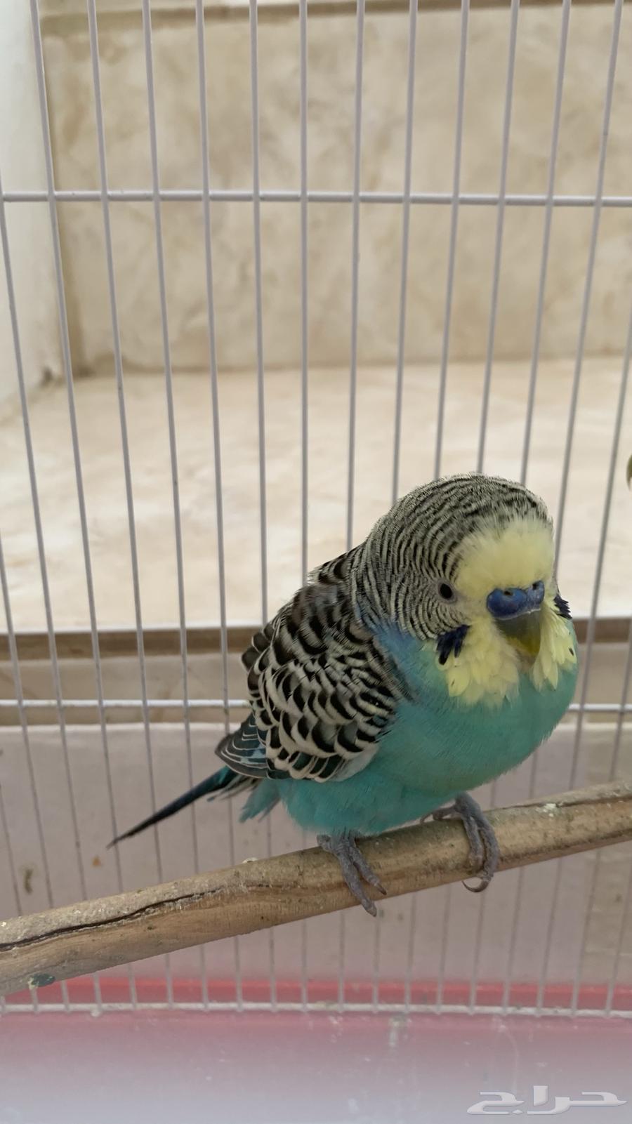 للبيع طيور زينه63363737999235113