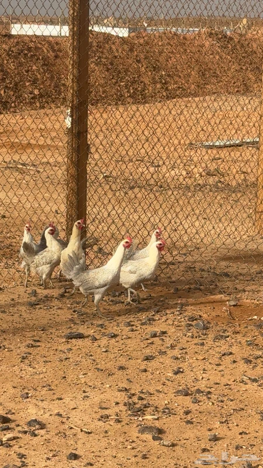 East of Riyadh, Ramah intersection63363849470339113