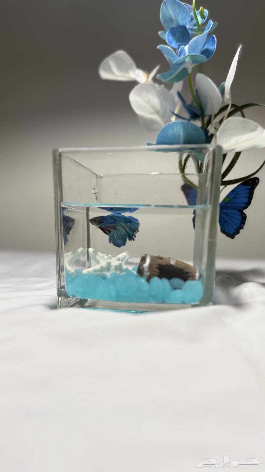 Jumbo Fighter Fish with Vases, Offer Until Stock Lasts63361818537857112