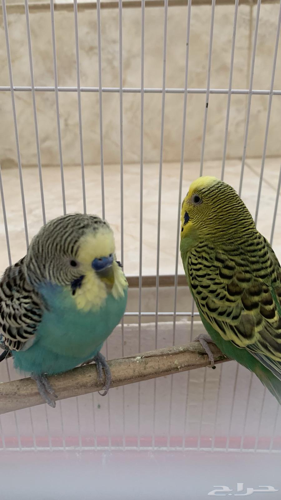للبيع طيور زينه63363737999235112