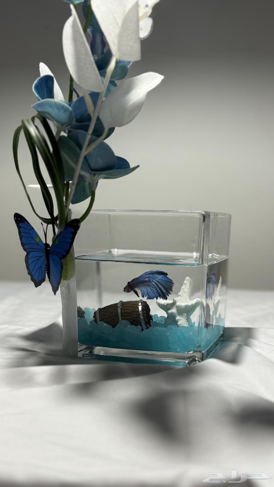 Jumbo Fighter Fish with Vases, Offer Until Stock Lasts63361818537857111