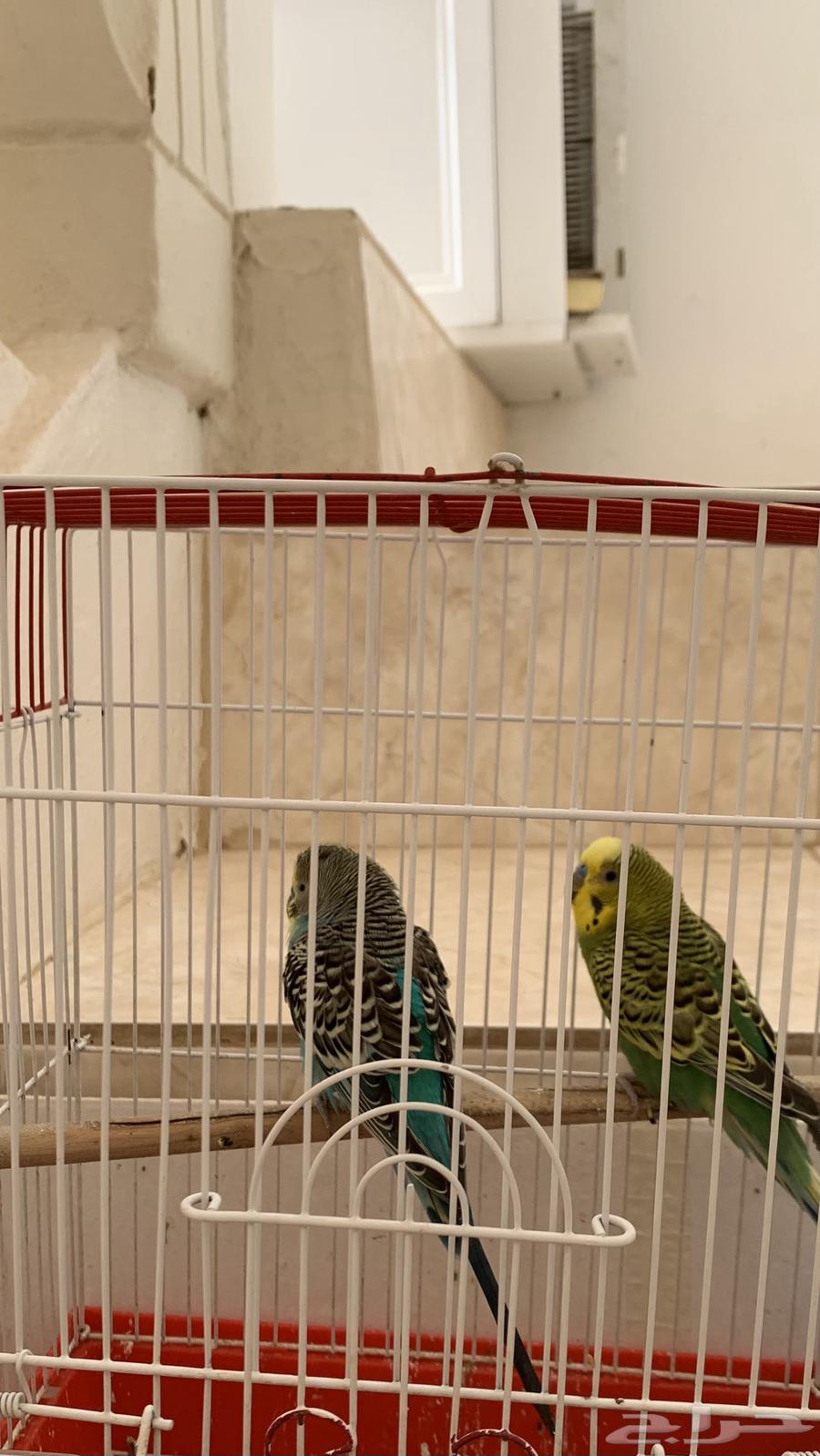 للبيع طيور زينه63363737999235114