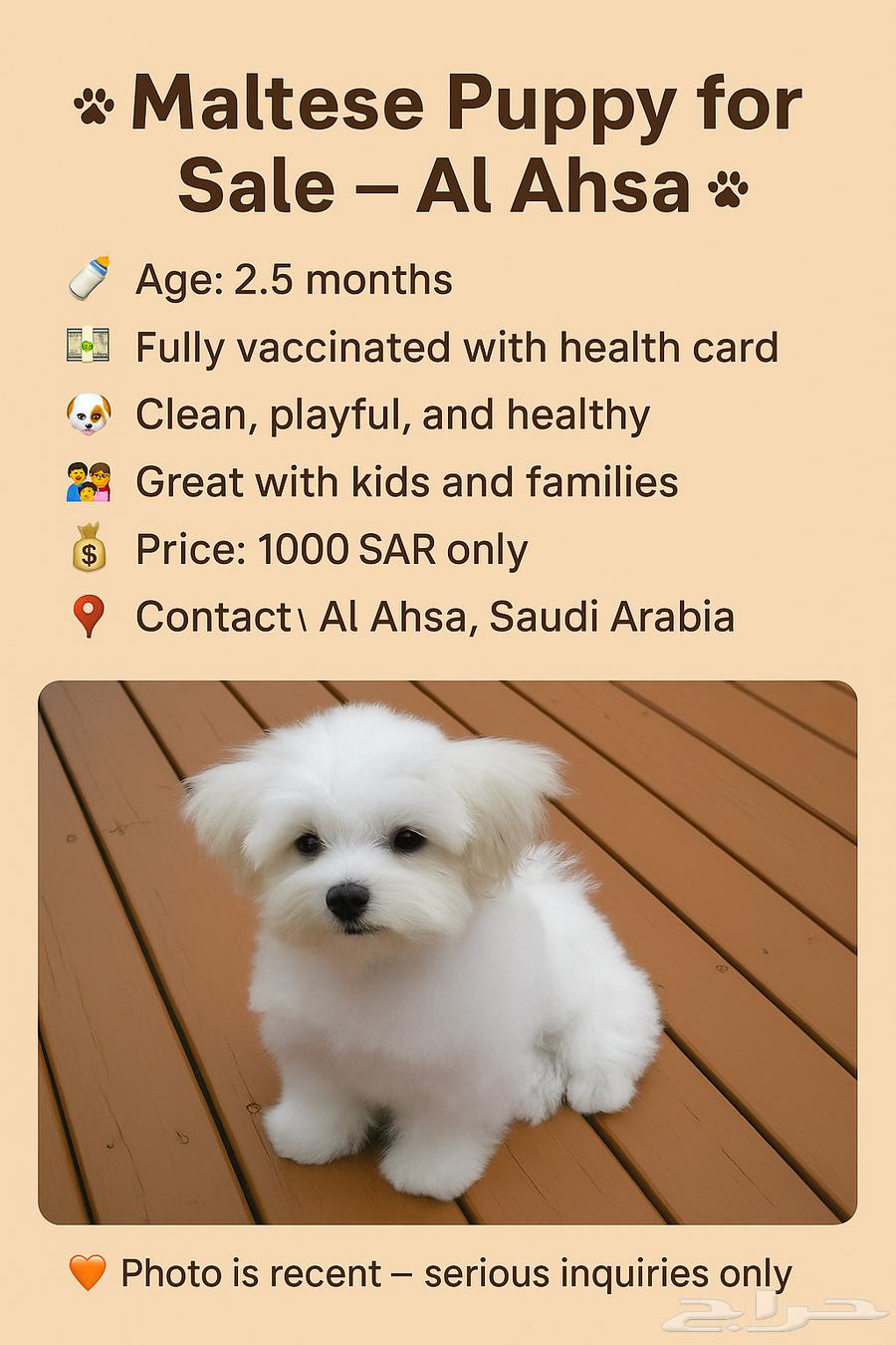 جرو انثئ مالتيز للبيع63363767568258111